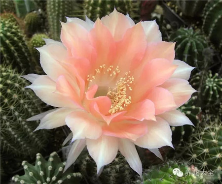 鮭魚派拉蒙(Lachs Paramount)