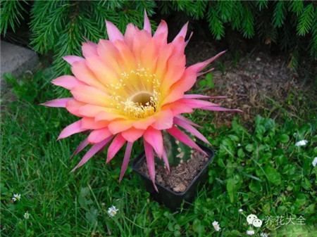 伯爵夫人科索（Gr?fin Cosel）