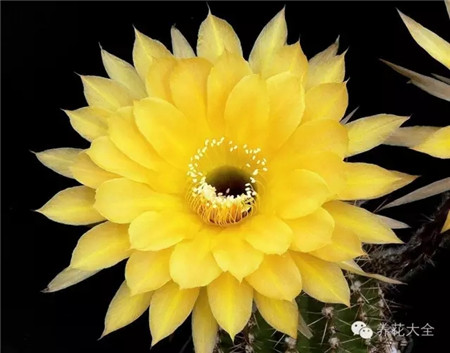 春日陽光(Frühlingssonne)