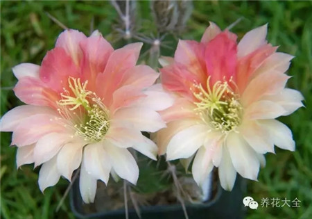 國王的花(King of Flower)