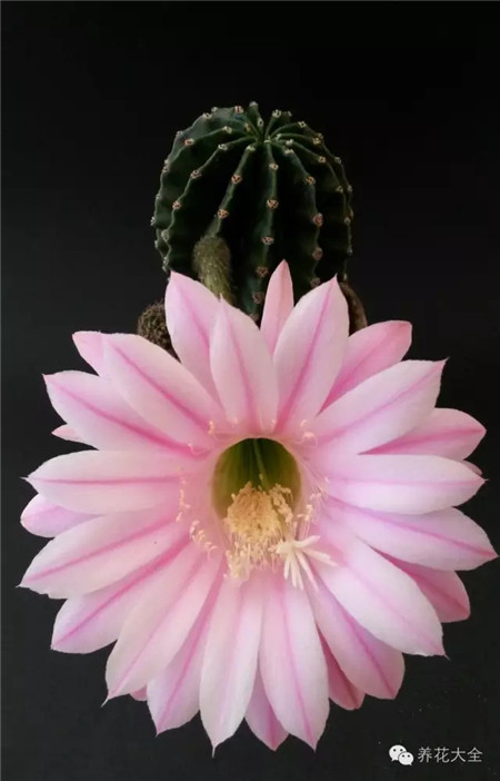 漢斯薩克斯(HANS SACHS)