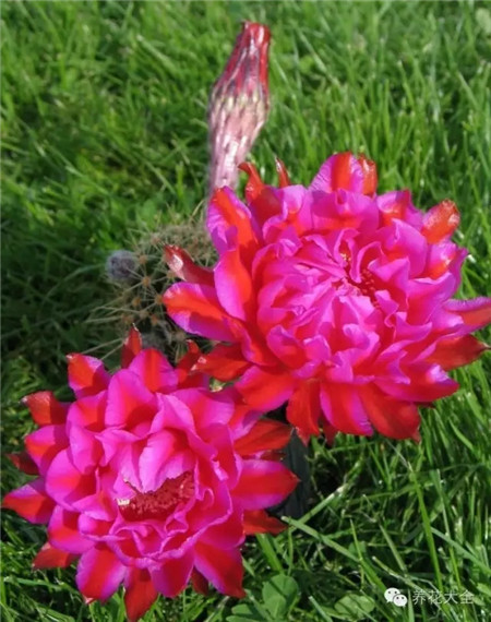 熱帶球(Tropikball)