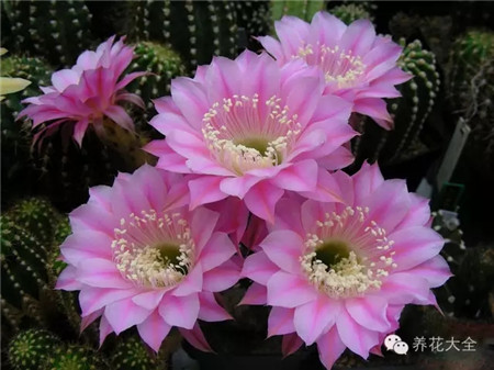 星條旗(Stars And Stripes) 300