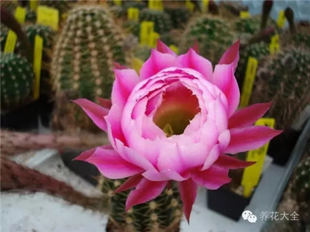 煙花（Feuerwerk）