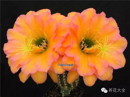 德爾布呂克（DELBRüCK）