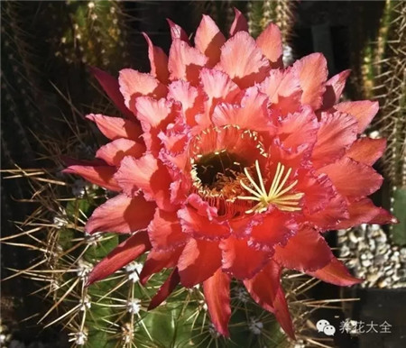 格萊瑟的遺愿(Gr?sers Verm?chtnis)