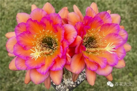 托馬斯·曼(Thomas Mann)