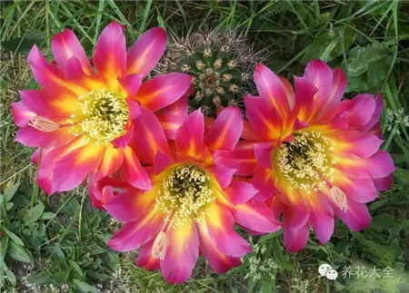 信標(biāo)(Leuchtfeuer)