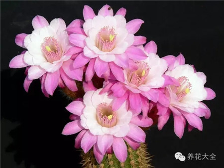 奧托·舒爾茨(Otto Schultz)