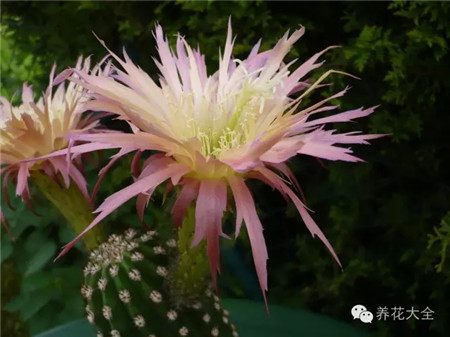 北極星（Polarstern）