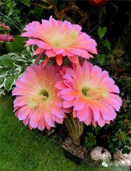 飛碟（Flying Saucer）