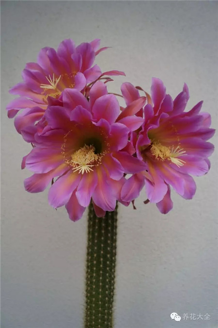 飛龍(Flying Dragon)