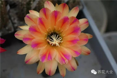 粉紅色條紋(Pink Stripes)