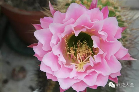 格萊瑟的襯裙（Gr?sers Pettycoat）