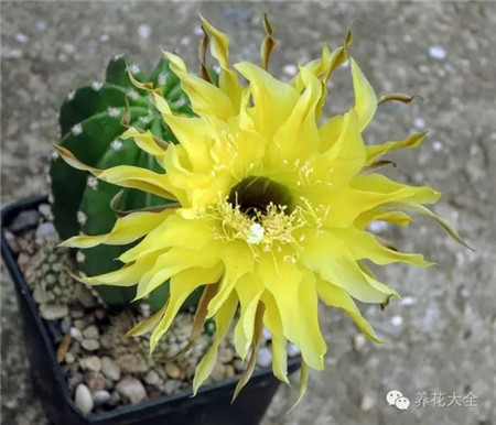 黃色帕帕吉諾（Gelber Papageno