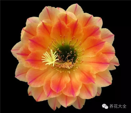 里斯克的火焰魔術(shù)