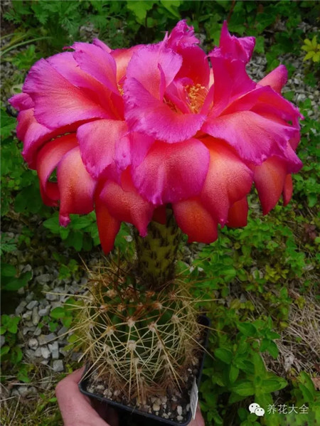 美麗的黎明(Sch?ne Tahnee)