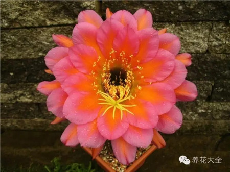 熱帶欲望(Tropenlust)