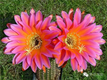 太陽新娘(Sonnenbraut)