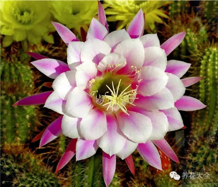 優(yōu)雅（Elegant）