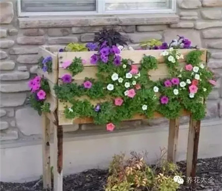 花苗漸漸茁壯成長