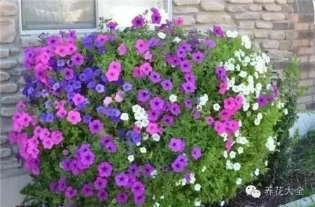 矮牽牛又再度盛開