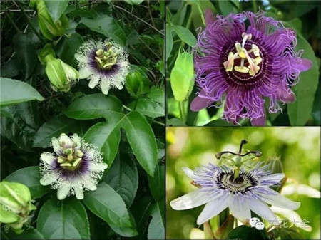 西番蓮（百香果）