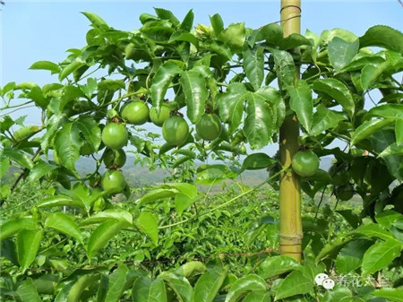 西番蓮的養(yǎng)護要點：