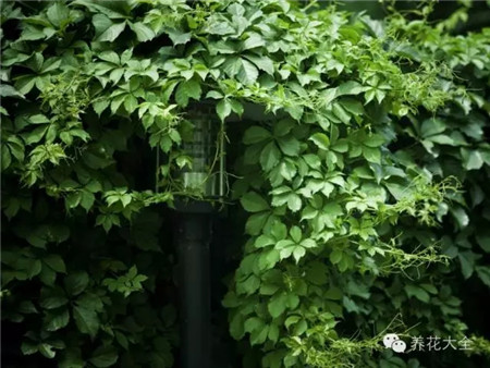 爬山虎：養(yǎng)我能遮陰