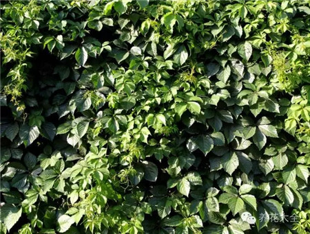 爬山虎遮陰