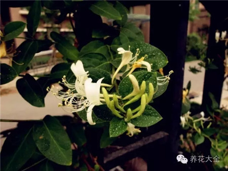 金銀花的養(yǎng)護要點