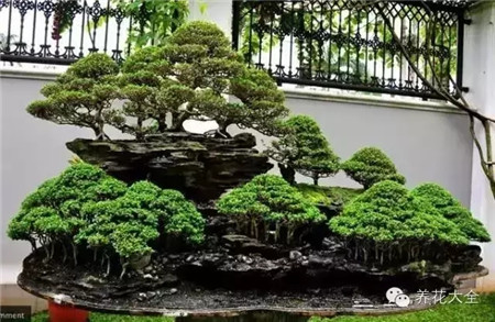 叢林式盆景圖片