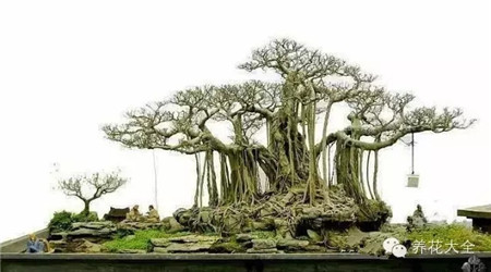 叢林式的藝術(shù)盆景