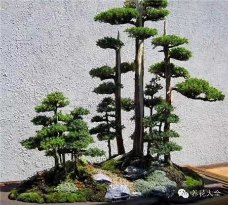 叢林式的盆景藝術(shù)美圖