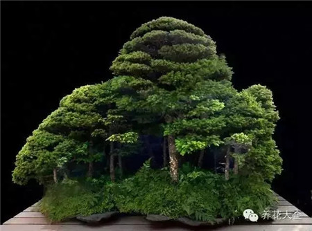 叢林式的盆景美圖