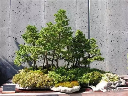 叢林式盆景藝術(shù)美圖