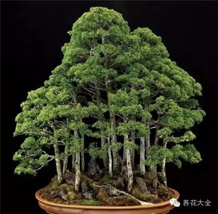 叢林式盆景藝術(shù)圖片