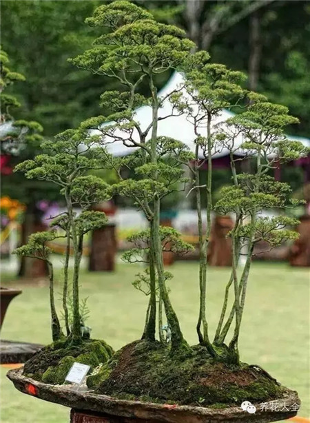 盆景藝術(shù)美圖