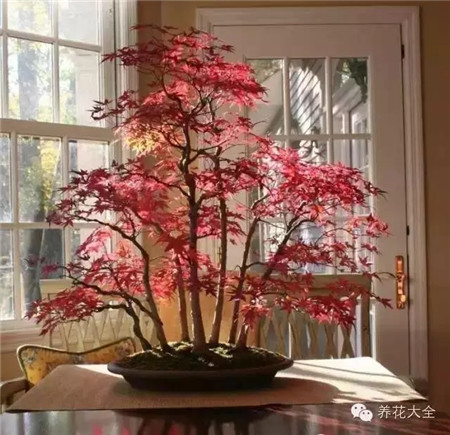 盆景藝術(shù)圖片