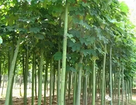 中國梧桐葉（即青桐）