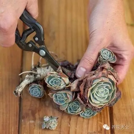 多肉墻體花園制作步驟一