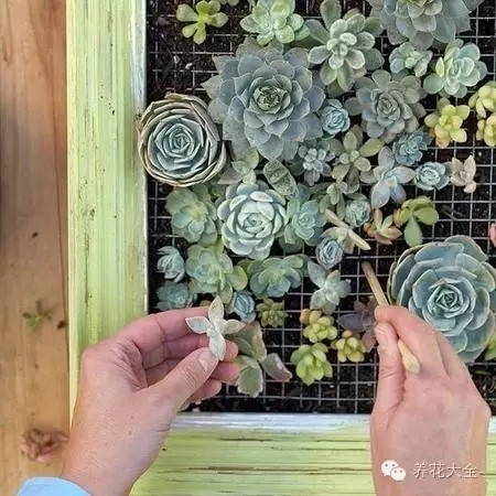 多肉墻體花園制作步驟十