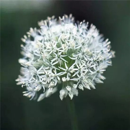 花蔥 珠穆朗瑪峰