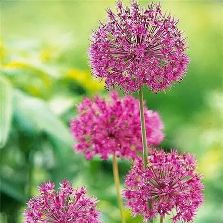 花蔥 紫色轟動(dòng)