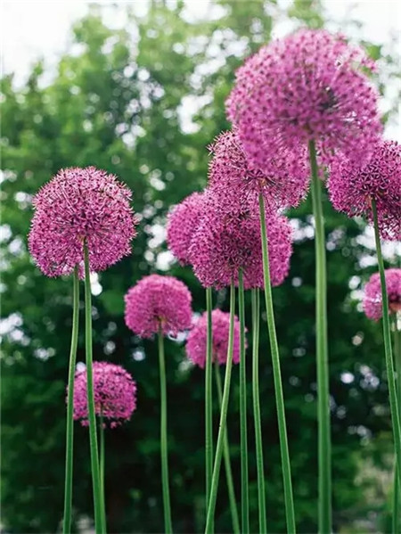 紫花細(xì)莖蔥