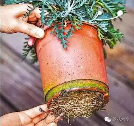 換盆的時(shí)間