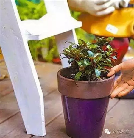 換盆的時(shí)機(jī)