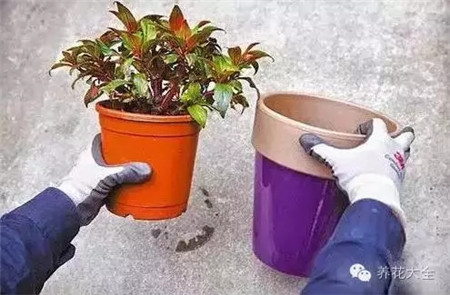 選擇相應(yīng)口徑的花盆