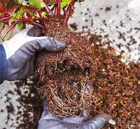 花盆底部的處理