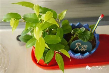 癥狀一：葉子發(fā)黃、掉落，植物奄奄一息。